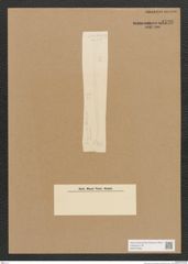 Diatomeae indet. Zeichnungen Sammlung Grunow Nr. 4526 (NHMW-BOT-W0372499)
